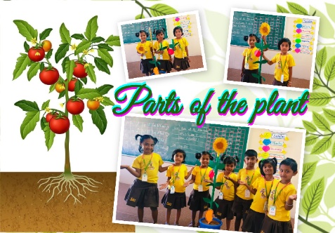 Today, we conducted a 'Parts of a Plant' activity in Upper Kindergarten. The children explored and learned about the different parts of a plant through a hands-on activity.
